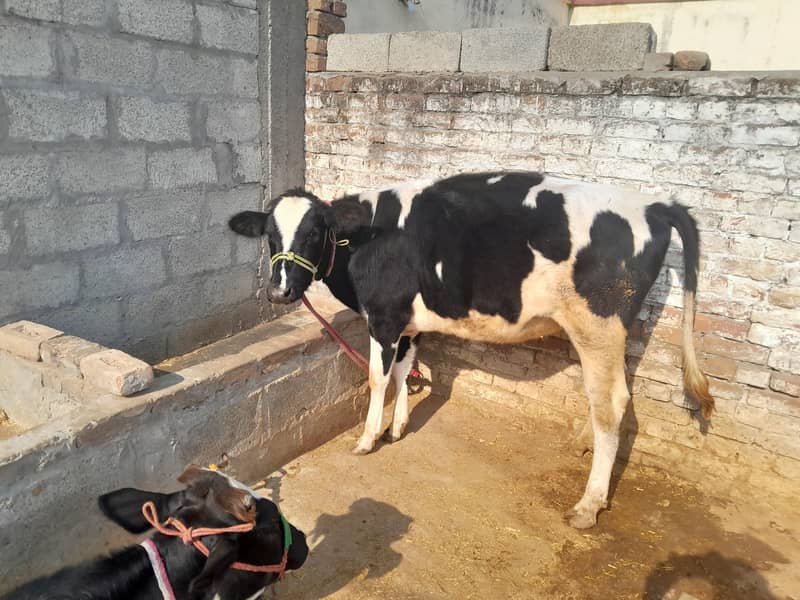 فریزن بچھڑیاں 1