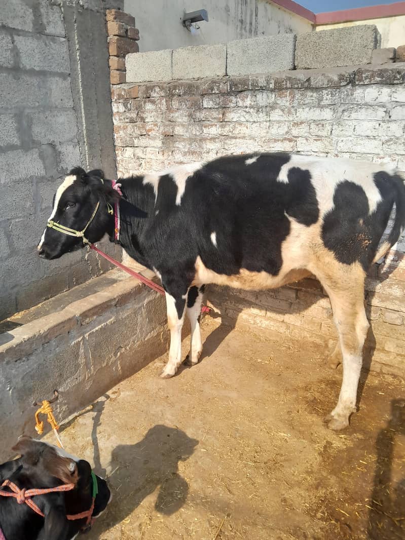 فریزن بچھڑیاں 2