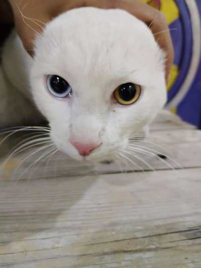 odd eyes white cat Urgent sale