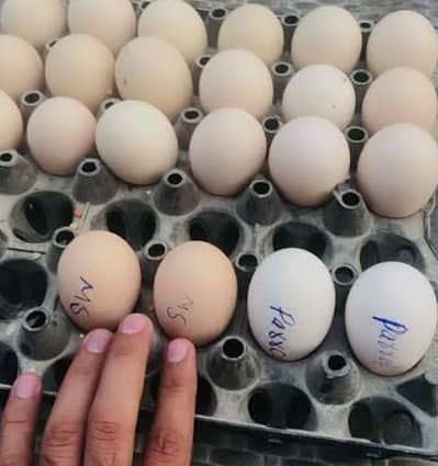 king size white o shamo eggs urgent sale