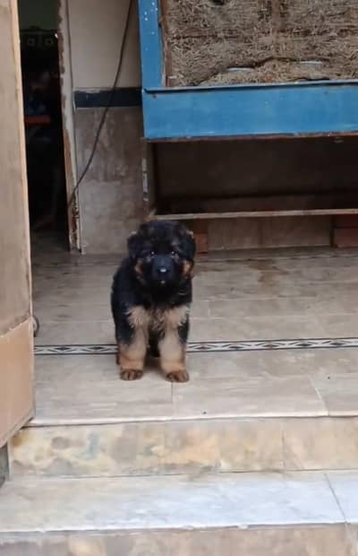 German shepherd puppy for sale 0309/0097784