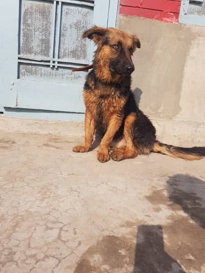 Double Coated German Shepherd 6 month male