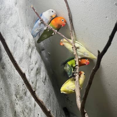 Creamino Opline Lutino Opline working