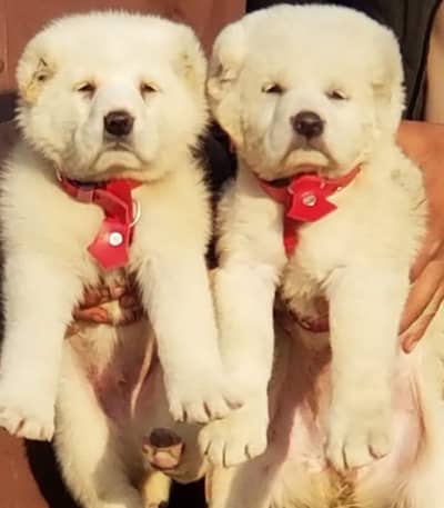 Alabai dog / Alabai pair / security dog for sale