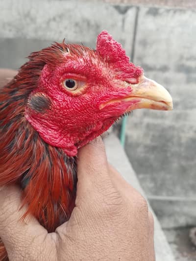 Quality Male 03214922010