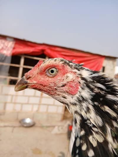 aseel f murgi for sell