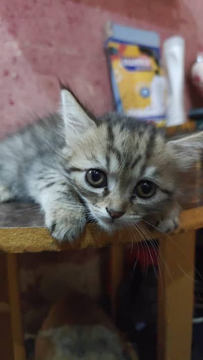 Kittens for Sale/Adoption