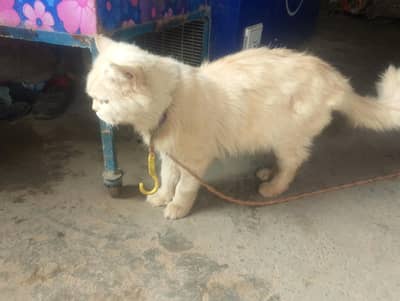 Persian cat