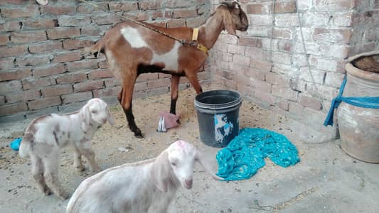 female Goat with two kids one male and one female