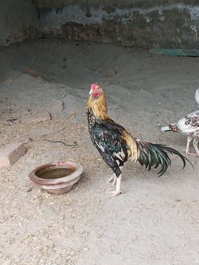 Aseel murga for. sale.