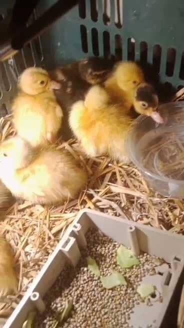 Duck chicks