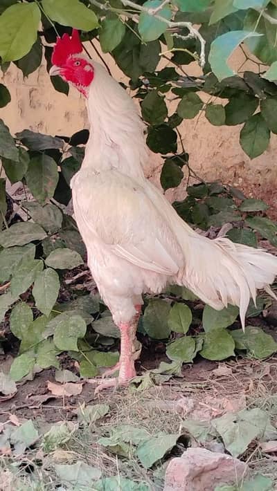 high quality Hira Bengum aseel