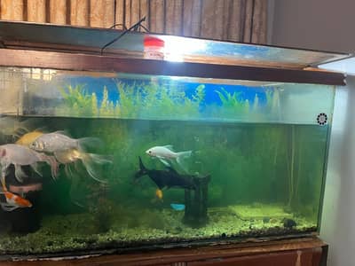 fish aquarium and fishes complete setup