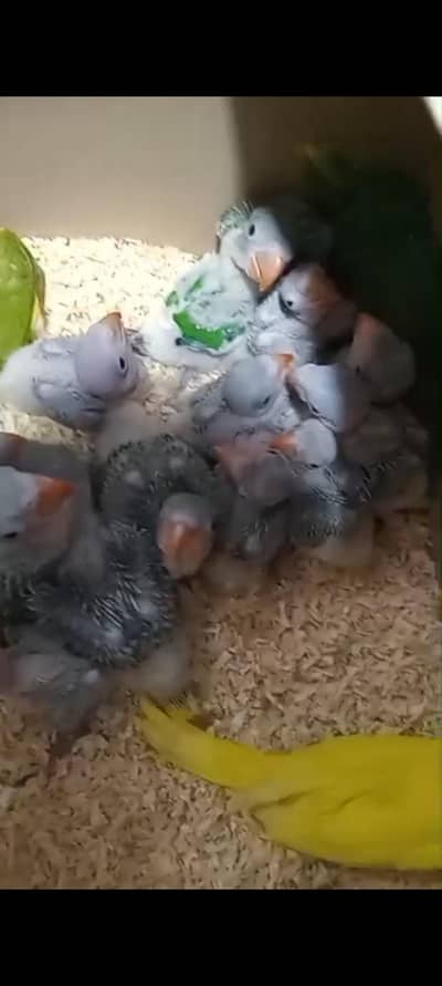 alexdra Raw pin waly chicks