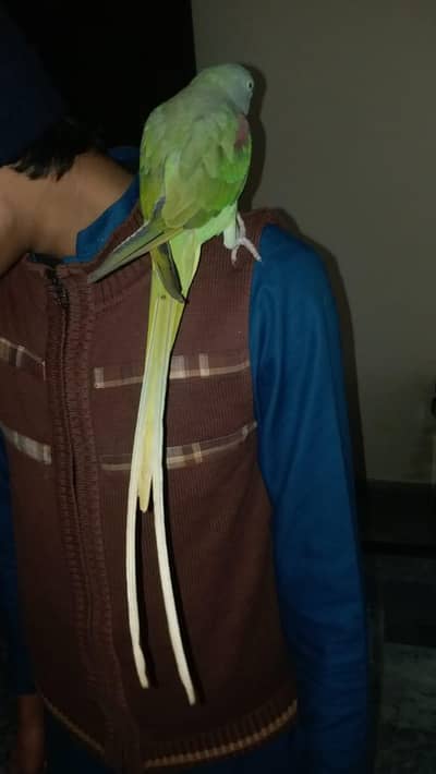 Hand Tame Adult Raw Female For Sale