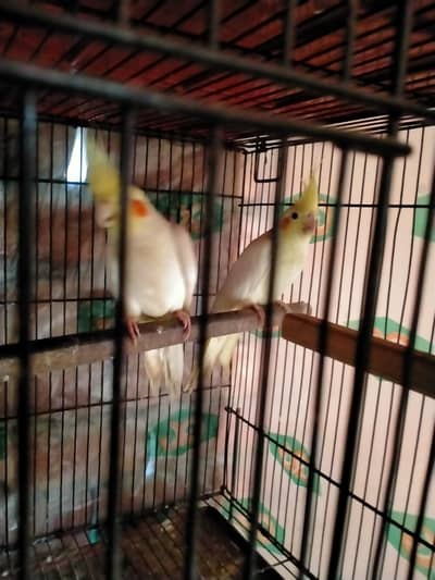 common white breeder pair for sale
