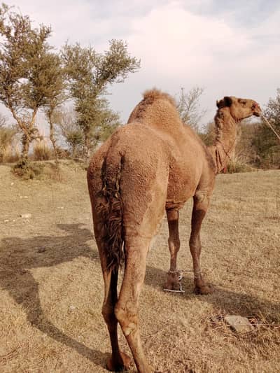 اونٹنی برائے فروخت