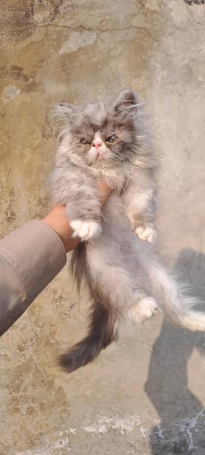 pure persion kitten pikkee face