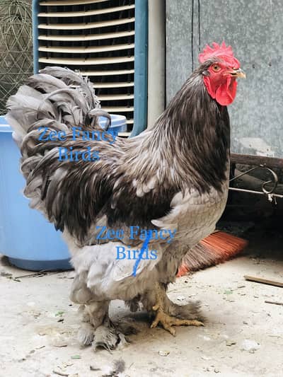 Blue gray lavender heavy buff cochine chiks for sale