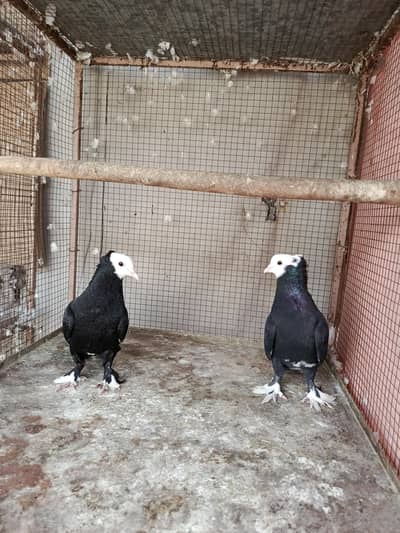 Fancy Pigeon kabotar