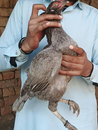 Blue wingles aseel shamo cross femlae