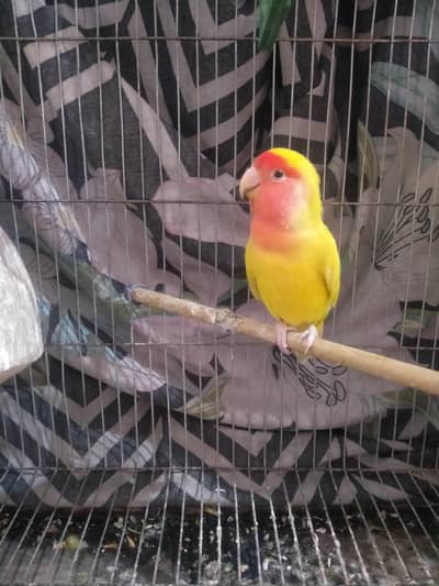 love bird energetic n healthy