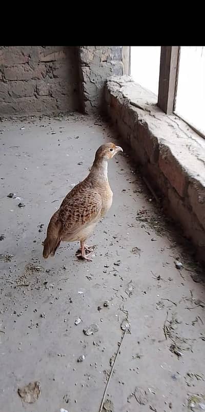 Irani Golden breeder nar