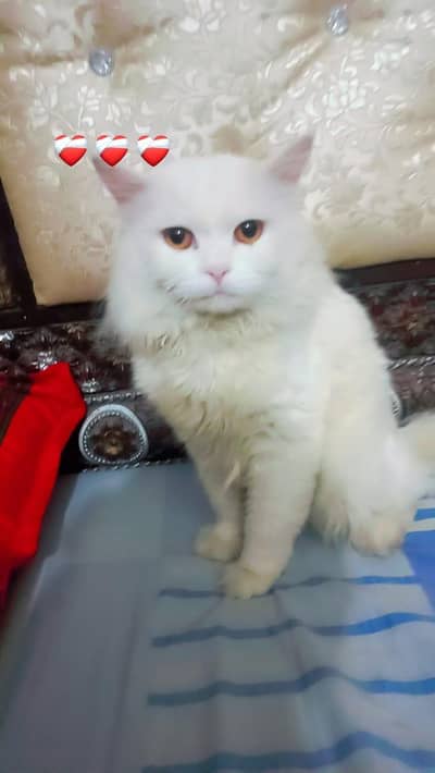 Persian cat 3riple code