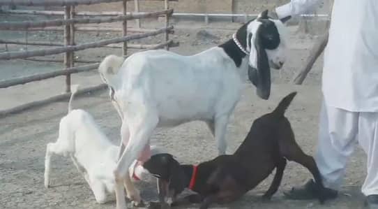 Bakri Our 2 Bacchon Ka Sath for sale _ +03228068418