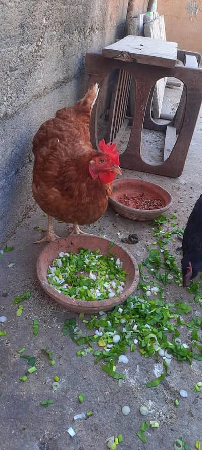 Lohman brown & Black Full Healthy Active Good Body Weight