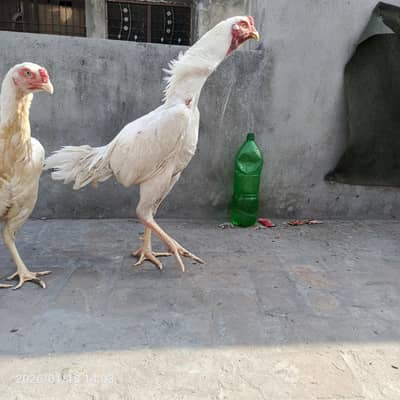 Shamo Heera best pair ready for breed
