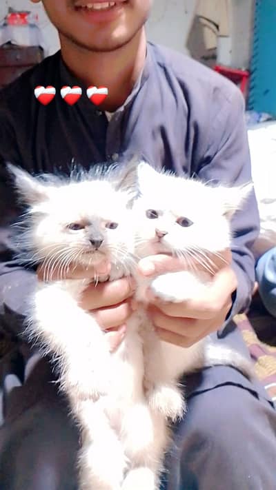 Siamese | persian | kittens | Pair | tripple coated kittens FOR Sale