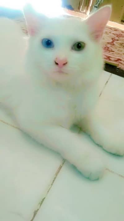 Persian kittens| single Coated |dollFace kittens| fluffy kitten