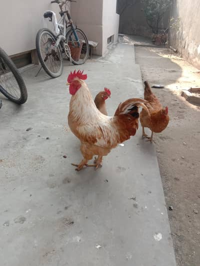 hens for sale ( egg laying )