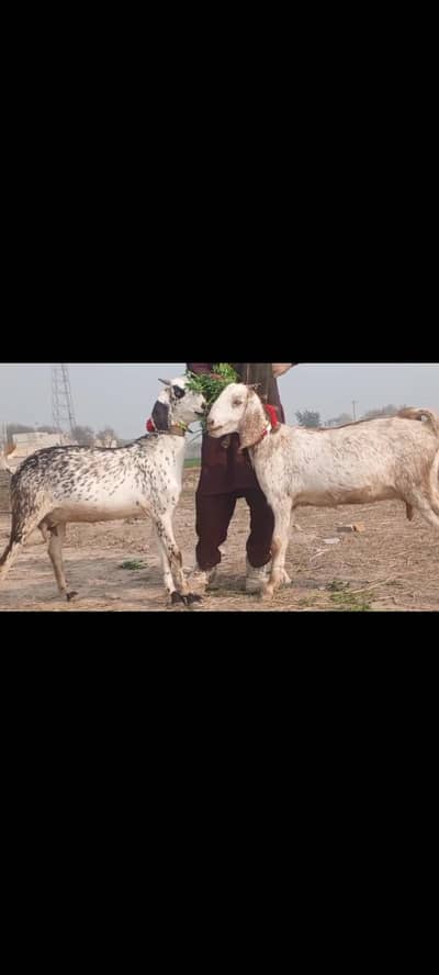 4month confirm pregnant