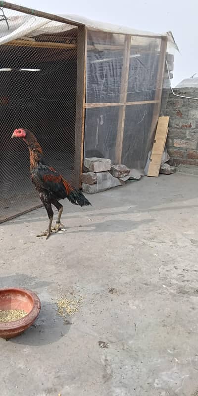 pure Thai male + female= dragon