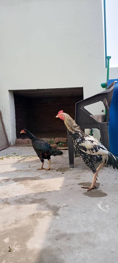 aseel nasli pair mashallah bahut achha hai