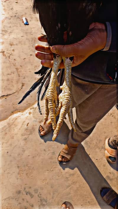 Pure mianali aseel jawa