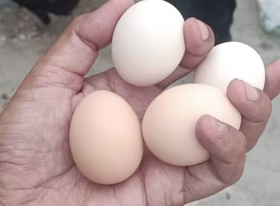 Australorp fertile eggs available