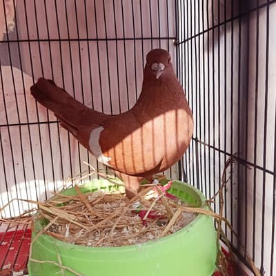 Ganday darr Breeder Male For Sale