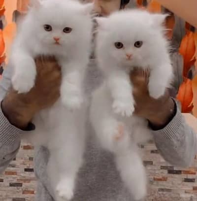 Quality Persian Punch Face Cats & Kittens 03094016734 WhatsApp