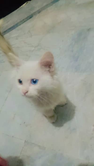 Persian Cat for sale