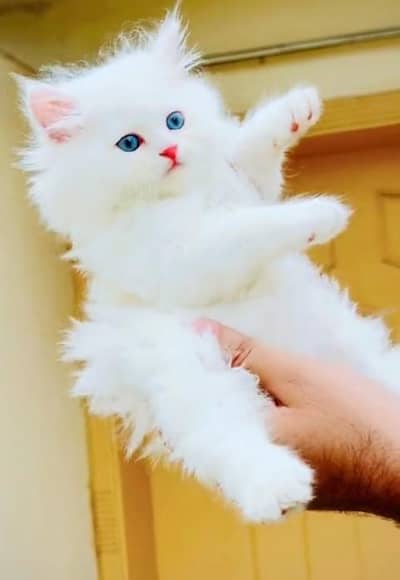 Quality Persian Punch Face Cats & Kittens 03094016734 WhatsApp