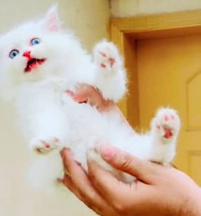 Quality Persian Punch Face Cats & Kittens 03094016734 WhatsApp