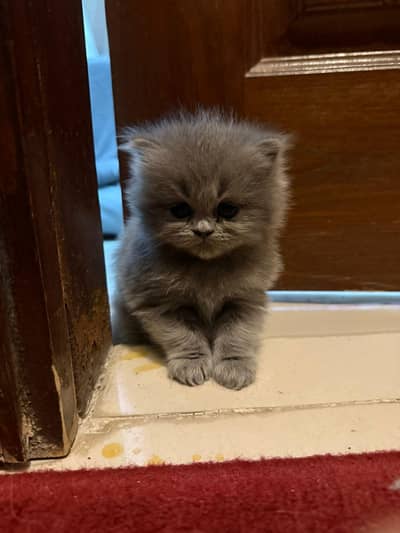 Persian kitten for sale