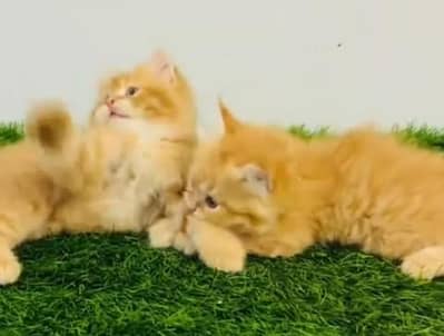 Quality Persian Punch Face Cats & Kittens 03094016734 WhatsApp