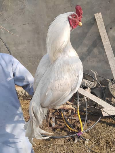 aseel pure breeding white  heera male for sell