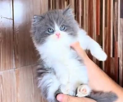 Quality Persian Punch Face Cats & Kittens 03094016734 WhatsApp