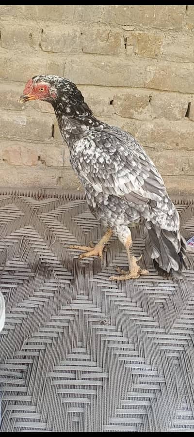 3 adad murghi for sale whtsap 03361155620