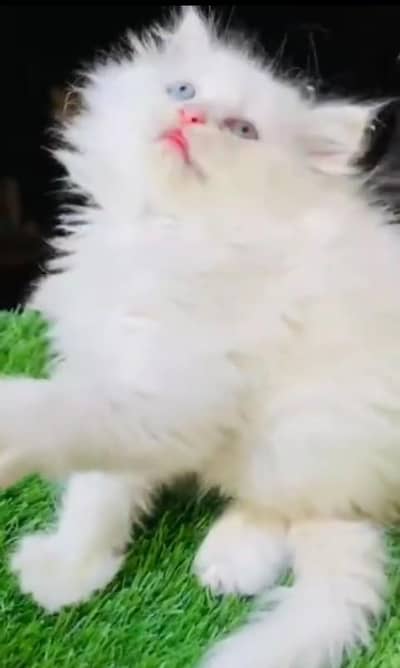 Quality Persian Punch Face Cats & Kittens 03094016734 WhatsApp